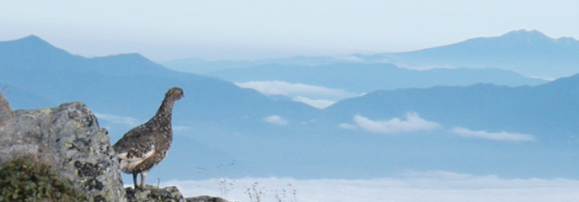 メインイメージ